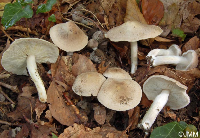 Tricholoma argyraceum