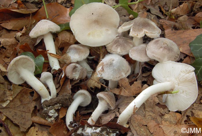 Tricholoma argyraceum