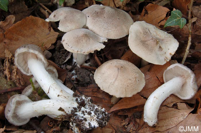 Tricholoma argyraceum