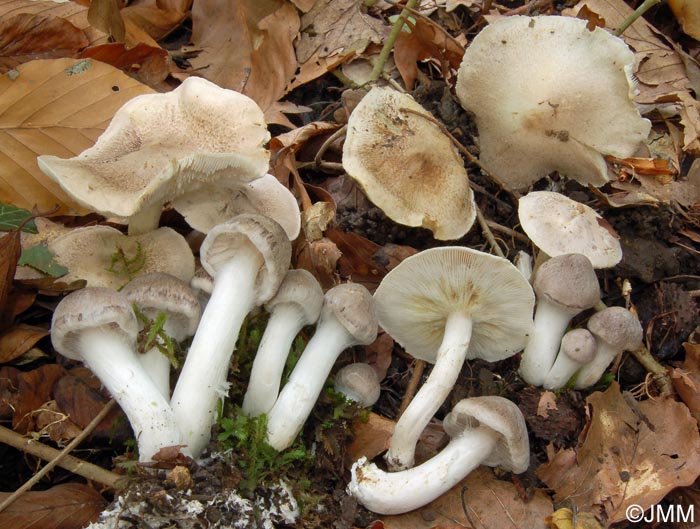 Tricholoma argyraceum