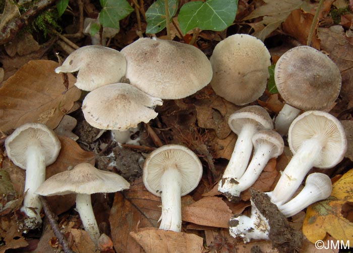 Tricholoma argyraceum