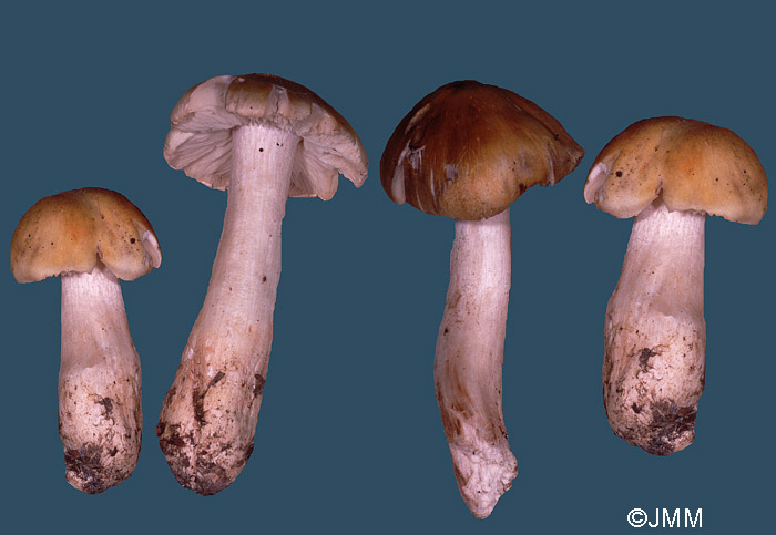 Tricholoma arvernense