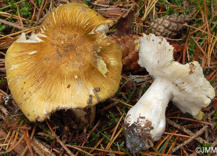 Tricholoma arvernense