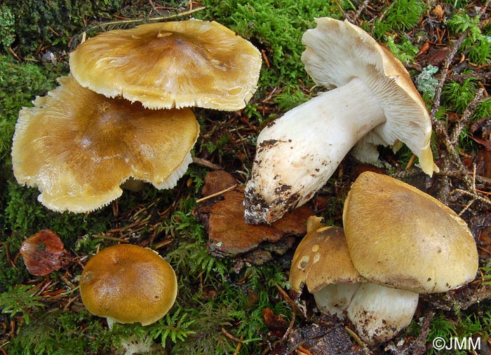 Tricholoma arvernense