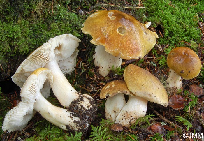 Tricholoma arvernense