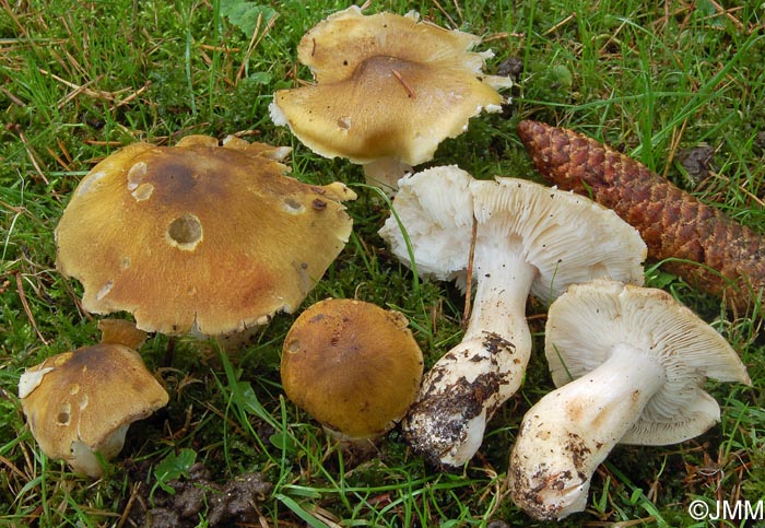 Tricholoma arvernense