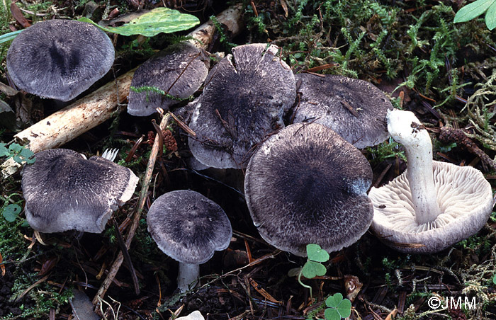 Tricholoma atrosquamosum