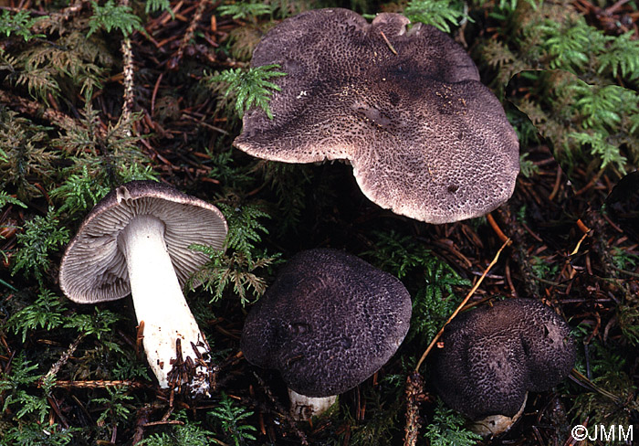 Tricholoma atrosquamosum