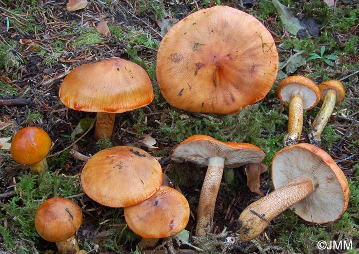 Tricholoma aurantium