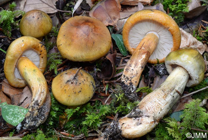 Tricholoma aurantium