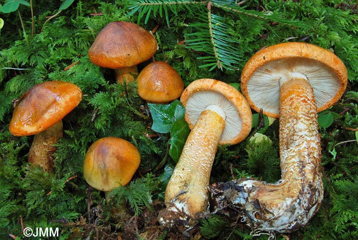 Tricholoma aurantium