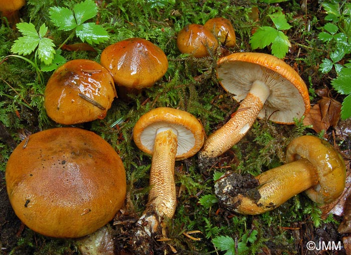 Tricholoma aurantium