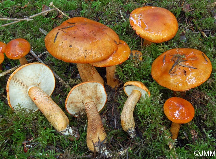 Tricholoma aurantium