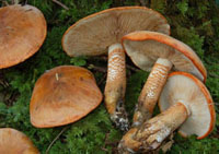 Tricholoma aurantium