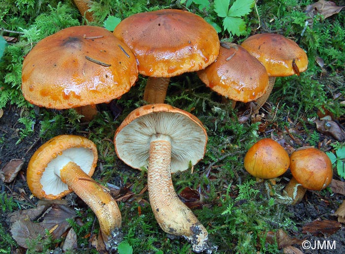 Tricholoma aurantium