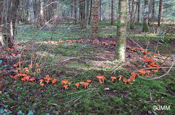 Tricholoma aurantium