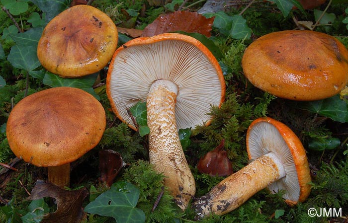 Tricholoma aurantium