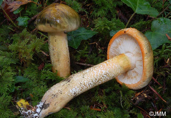 Tricholoma aurantium