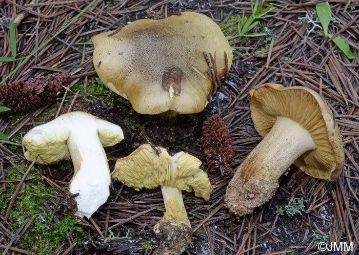 Tricholoma auratum