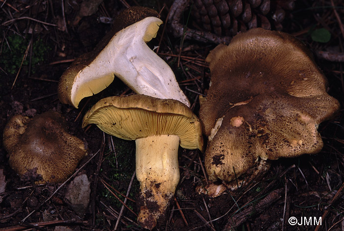 Tricholoma auratum