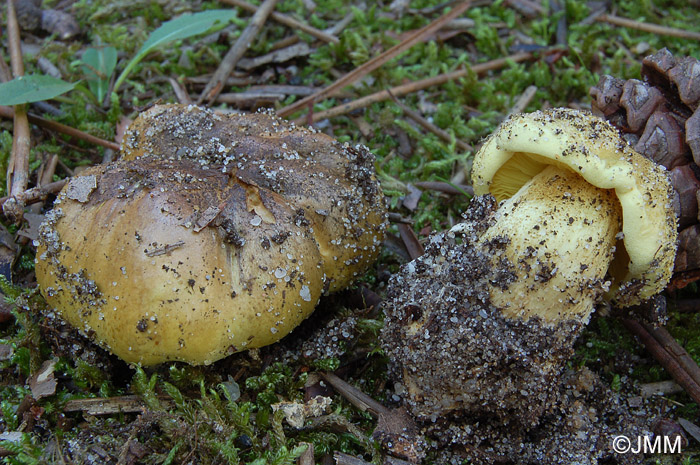 Tricholoma auratum