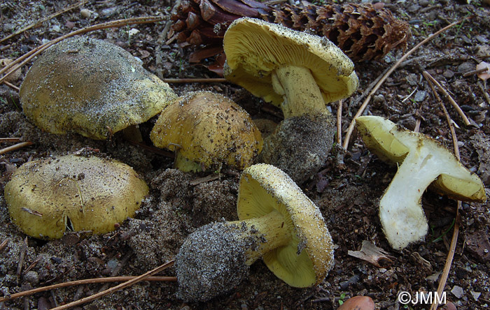 Tricholoma auratum