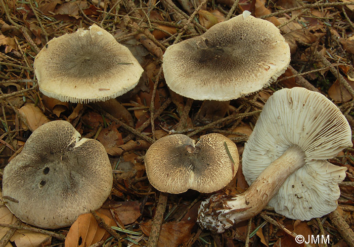 Tricholoma basirubens