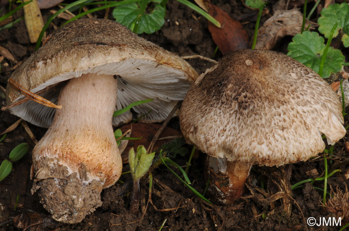 Tricholoma basirubens