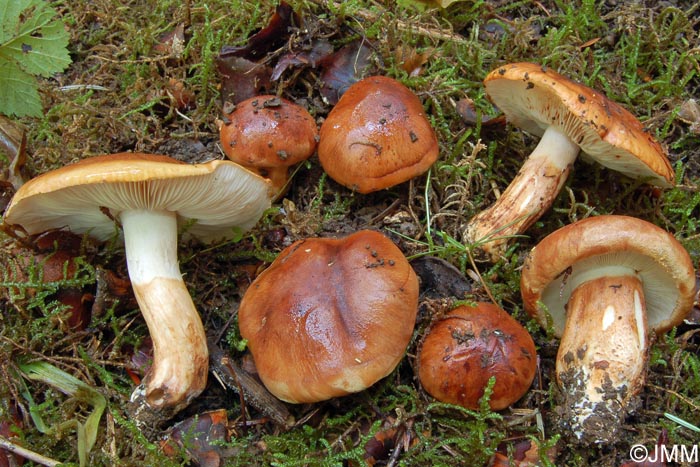 Tricholoma batschii = Tricholoma fractitum