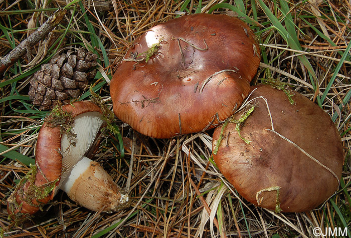 Tricholoma batschii = Tricholoma fractitum