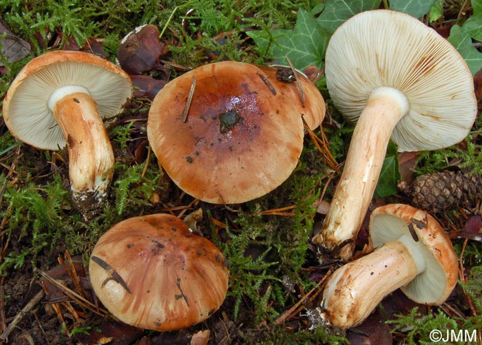 Tricholoma batschii = Tricholoma fractitum