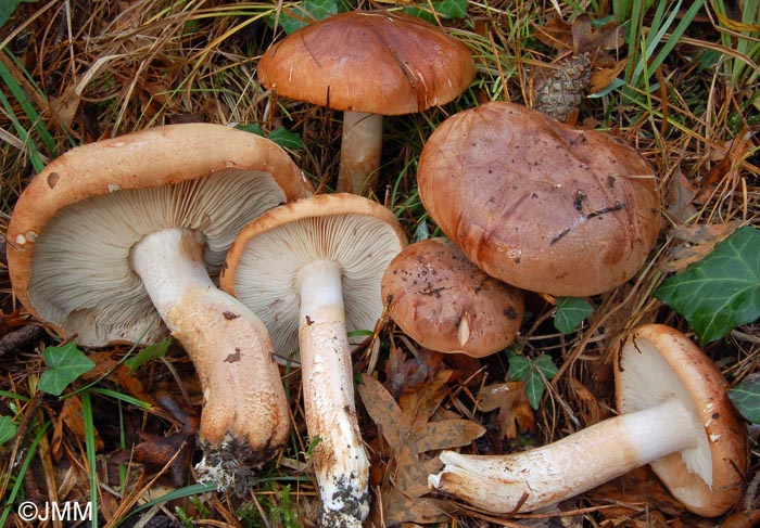 Tricholoma batschii = Tricholoma fractitum