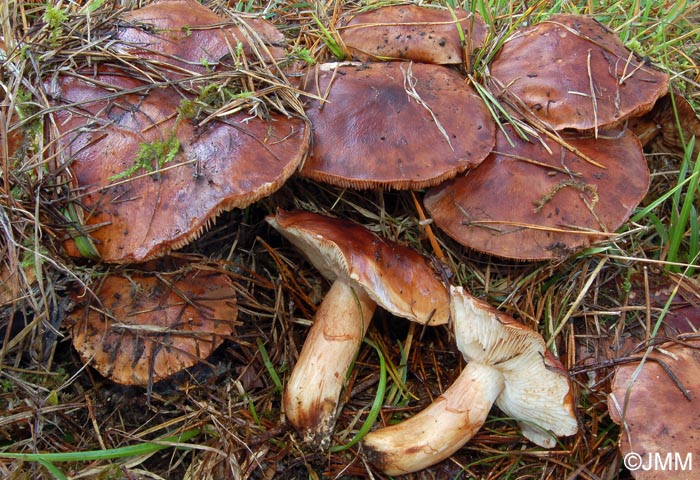 Tricholoma batschii = Tricholoma fractitum