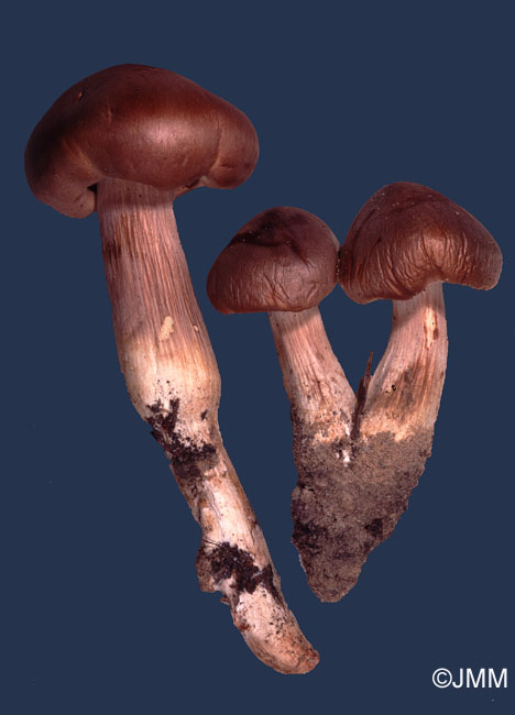 Tricholoma saponaceum var. lavedanum = Tricholoma boudieri