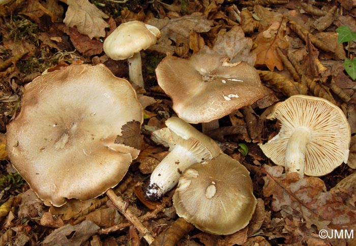 Tricholoma saponaceum var. lavedanum = Tricholoma boudieri