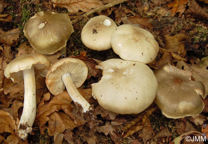 Tricholoma saponaceum var. lavedanum = Tricholoma boudieri