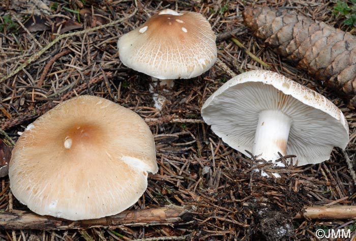 Tricholoma saponaceum var. lavedanum = Tricholoma boudieri