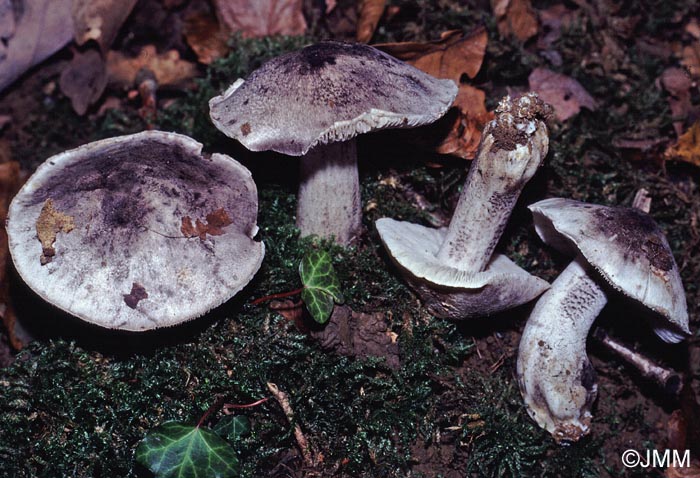 Tricholoma bresadolanum