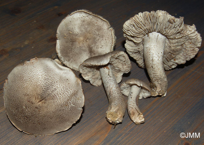 Tricholoma bresadolanum