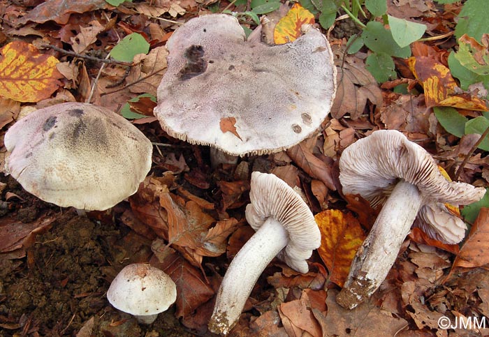 Tricholoma bresadolanum