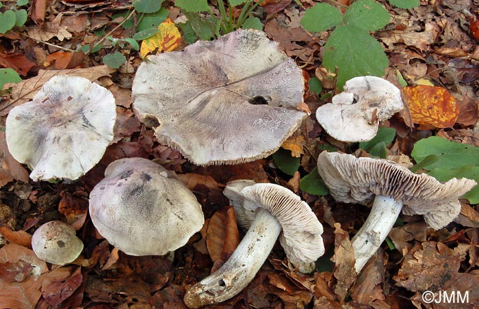 Tricholoma bresadolanum