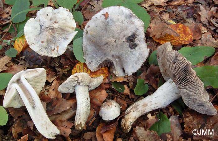 Tricholoma bresadolanum