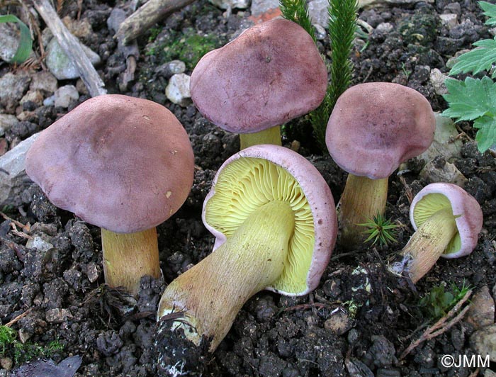 Tricholoma bufonium