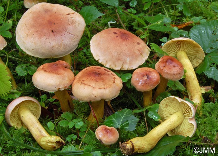 Tricholoma bufonium