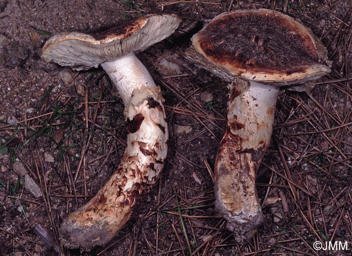 Tricholoma caligatum