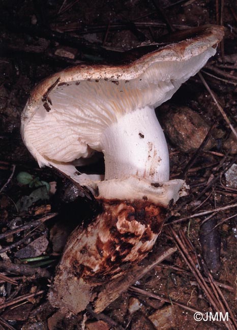 Tricholoma caligatum