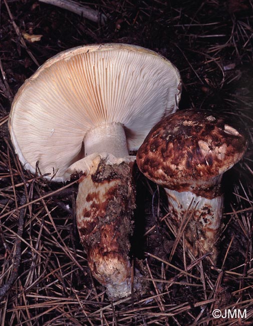 Tricholoma caligatum