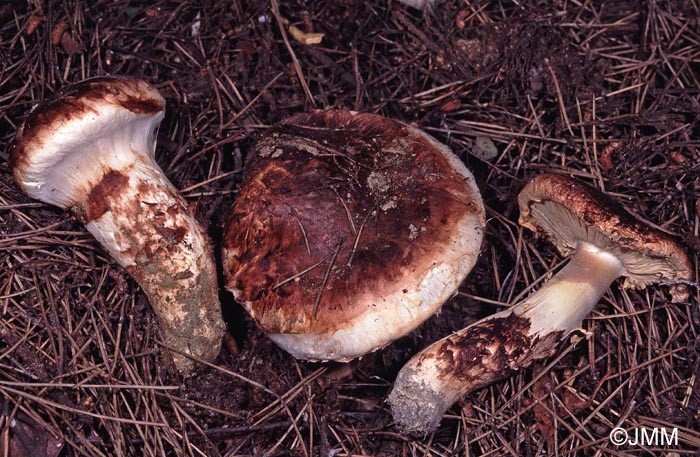 Tricholoma caligatum