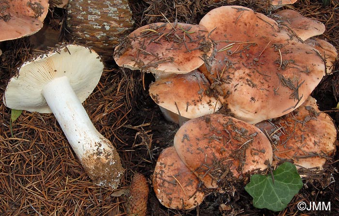 Tricholoma cedretorum