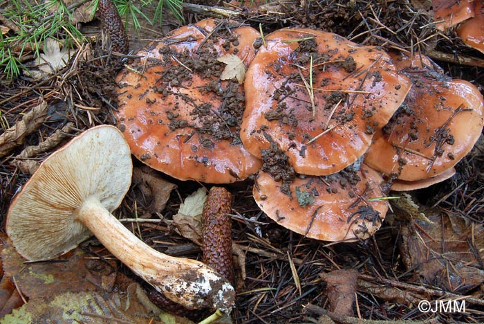 Tricholoma cedretorum